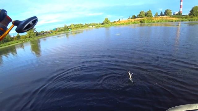 Рыбы в Объективе