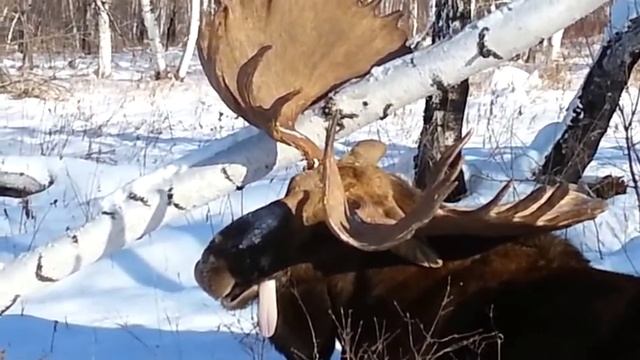 Самый большой лось! Огромные рога! Охота на Камчатке с Игорем Ярцевым (2013); Камчатский лось! смотреть онлайн