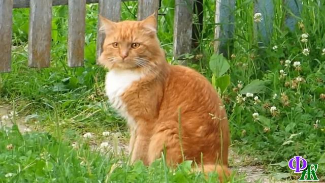 Да КОРМИЛА я твоего КОШАКА, и поила, и гладила, а он на моего сыночка напал! – злобно заорала тётка смотреть онлайн