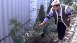 видео ПИХТА ПРОБЛЕМЫ И ДОСТОИНСТВА. Стоит Ли Заводить Пихту в Саду? . Лучшие Хвойники для