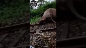 Поезд сбил слона