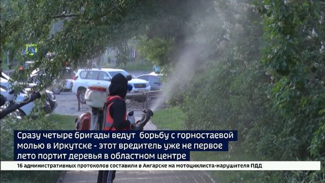 Иркутск снова в паутине. Горностаевая моль атакует яблони во всех районах города смотреть онлайн