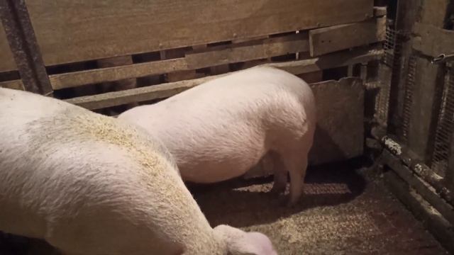 БЕРЕМЕННА ИЛИ НЕТ??? смотреть онлайн