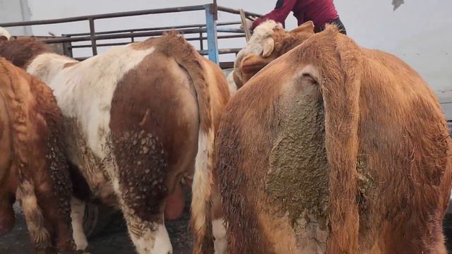 Simmental Bull Akalar Tozza Simmental Buqalar Sotiladi 94 499 02 00 смотреть онлайн