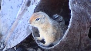 Добыча золота на Колыме. Артель Элита. Мальдяк, Табога. Монтаж промприбора. Из былого.