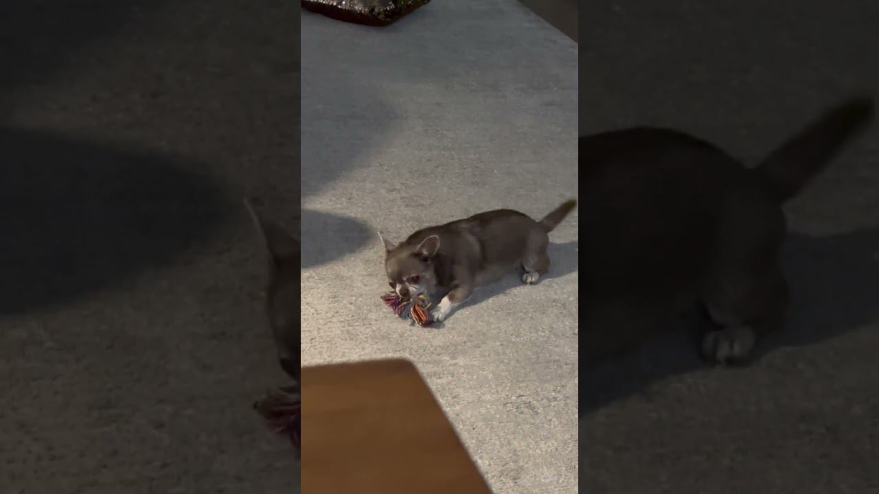 Меленькая собачка Лея играет #маленькаясобака #чихуахуа #лея смотреть онлайн