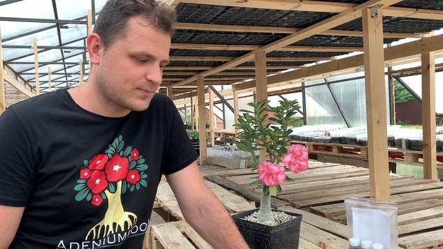 Удобрения и стимуляторы для адениумов смотреть онлайн
