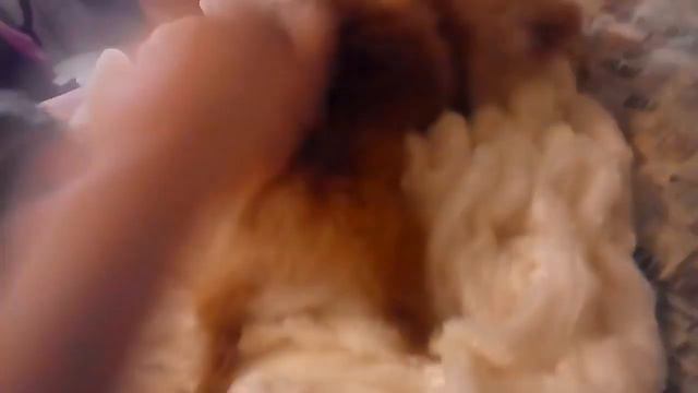 Детство моей собаки !!! смотреть онлайн