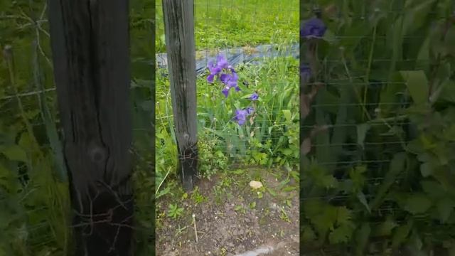 ремонтантная ежевика в Подмосковье ? нет и еще раз нет .объясняю. а так же самые подходящие сорта смотреть онлайн