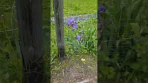 ремонтантная ежевика в Подмосковье ? нет и еще раз нет .объясняю.  а так же  самые подходящие сорта