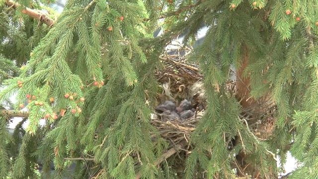 Семья ворон кормят своих птенцов в гнезде, часть 1 смотреть онлайн