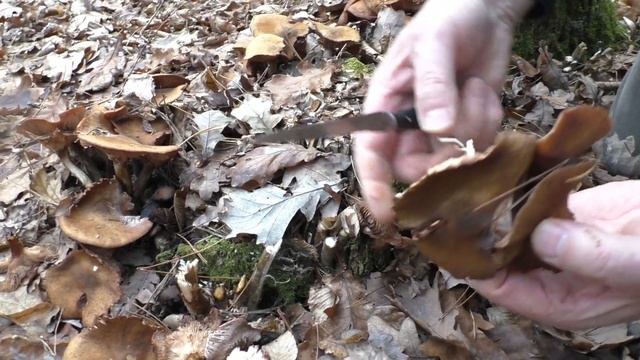 БЕЛЫЕ Грибы ? Много ПОЛЬСКИХ Грибов ? смотреть онлайн