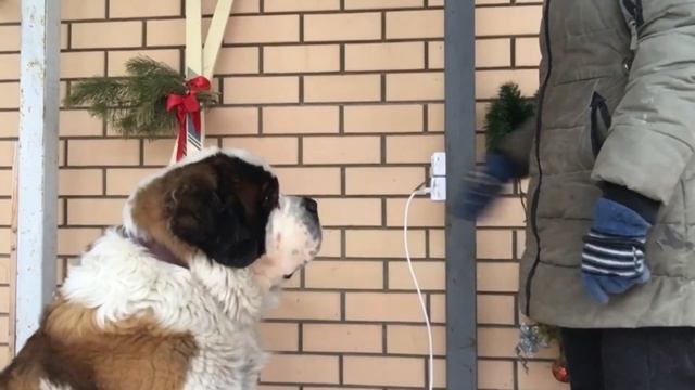 ТРЮК «СВЕТ»/ УЧИМ СОБАКУ ВКЛЮЧАТЬ И ВЫКЛЮЧАТЬ СВЕТ/СЕНБЕРНАР смотреть онлайн