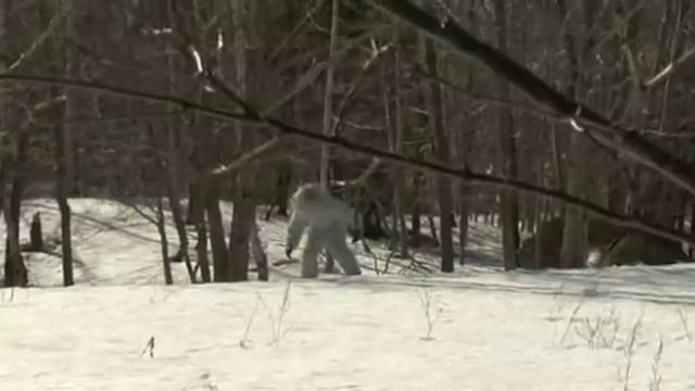 Abominable snowman secret exposed? смотреть онлайн
