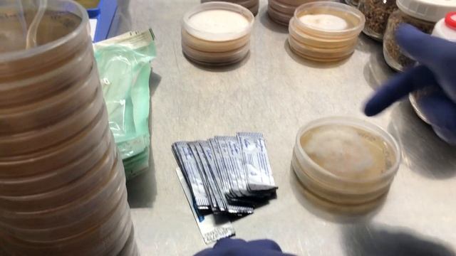 Breeding Mushrooms Part 3: Grain Spawn Run смотреть онлайн