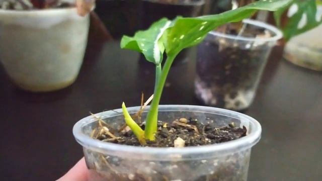 Комнатные цветы/18 ноября смотреть онлайн