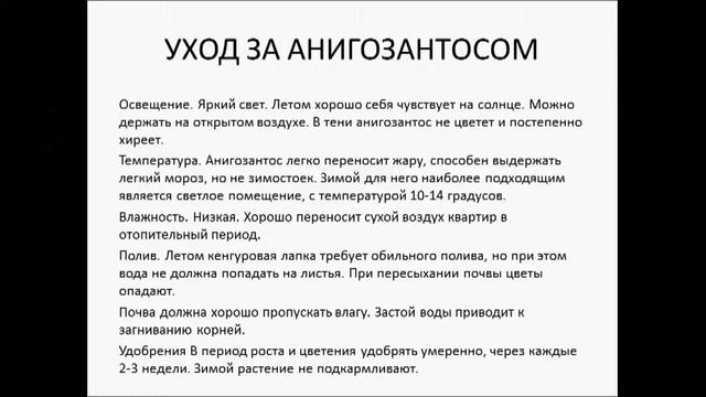анигозантос лапки кенгуру смотреть онлайн