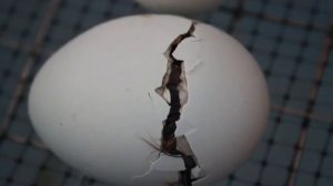 Видео для детей. Как рождается цыпленок