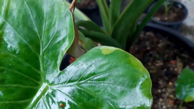 Ep.268 หูช้างด่างเหลืองที่เขียวกลับมาให้ลูกด่างอีกครั้ง แถมออกดอกมาพร้อมๆ กัน Alocasia Gageana Aura смотреть онлайн