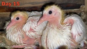 Как растут птенцы голубей за 30 дней | How pigeons grow in 30 days