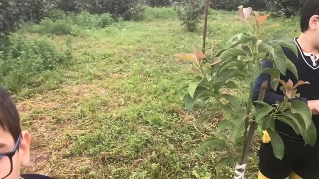 Что cтало с Авокадо. После Пересадки . Наш Сад 25 сот смотреть онлайн