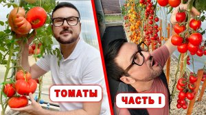 И снова о ТОМАТАХ! Сорта, гибриды, советы и идеи! Серия 1