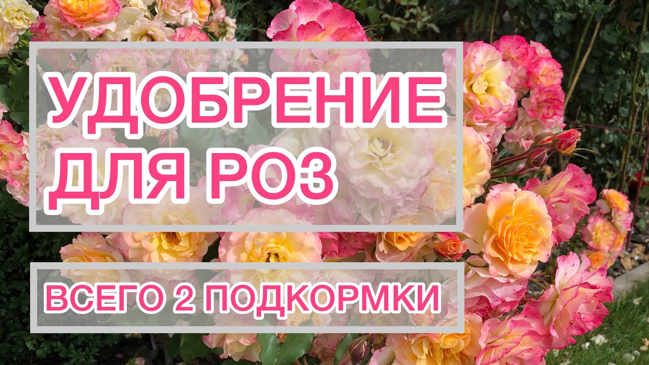 Мои удобрения для роз | две подкормки за сезон | Мой опыт ? смотреть онлайн