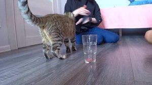 СМЕШНЫЕ ПРАНКИ НАД МОИМ КОТОМ! Кошка Лола