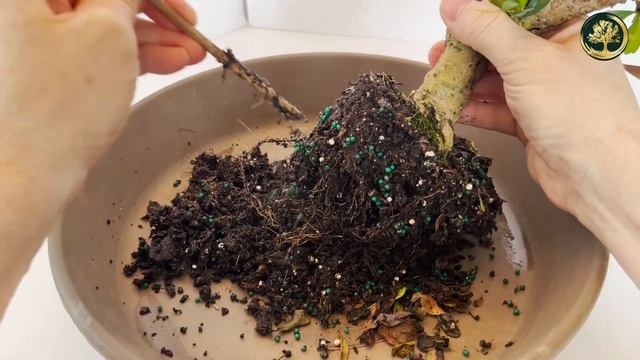 BONSAI CARMONA ( FUKIEN TEA / ARBRE À THÉ - Carmona Microphylla ) '' ENTRETIEN ET REMPOTAGE ! смотреть онлайн