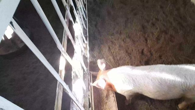 обзор хозяйства