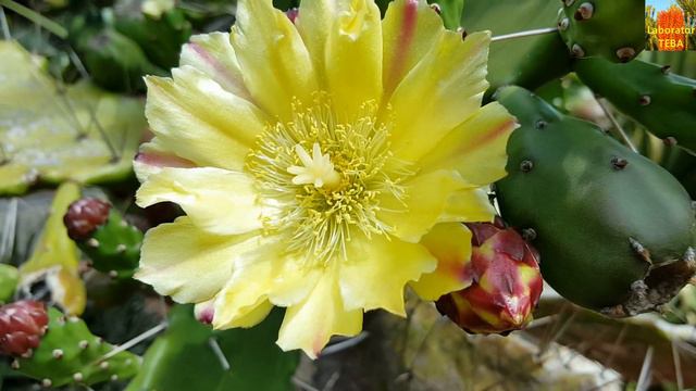 Opuntia ficus indica Yellow Flower - prickly pear - Indian fig opuntia HD 03 смотреть онлайн