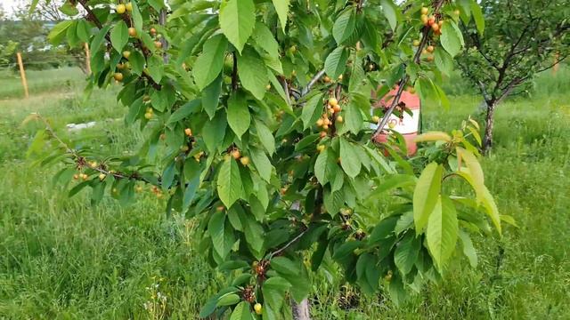 5 сортов ранней черешни в моём саду - Валерий Чкалов уже не раньше всех смотреть онлайн
