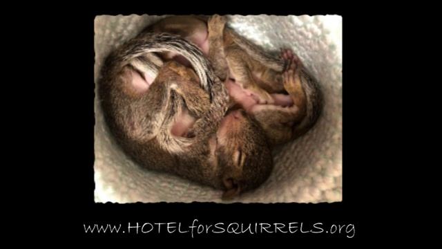 Baby Squirrel Call = Orphan GPS смотреть онлайн