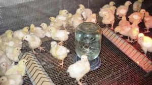 С какого возраста цыплятам дают пшеницу