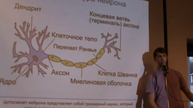 Нейрофизиология. Нейрон
