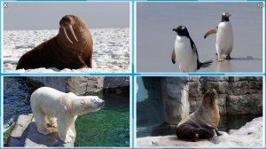 Животные Севера и их Звуки. Малыш учит. Играем вместе. Игрушки и игры с детьми.