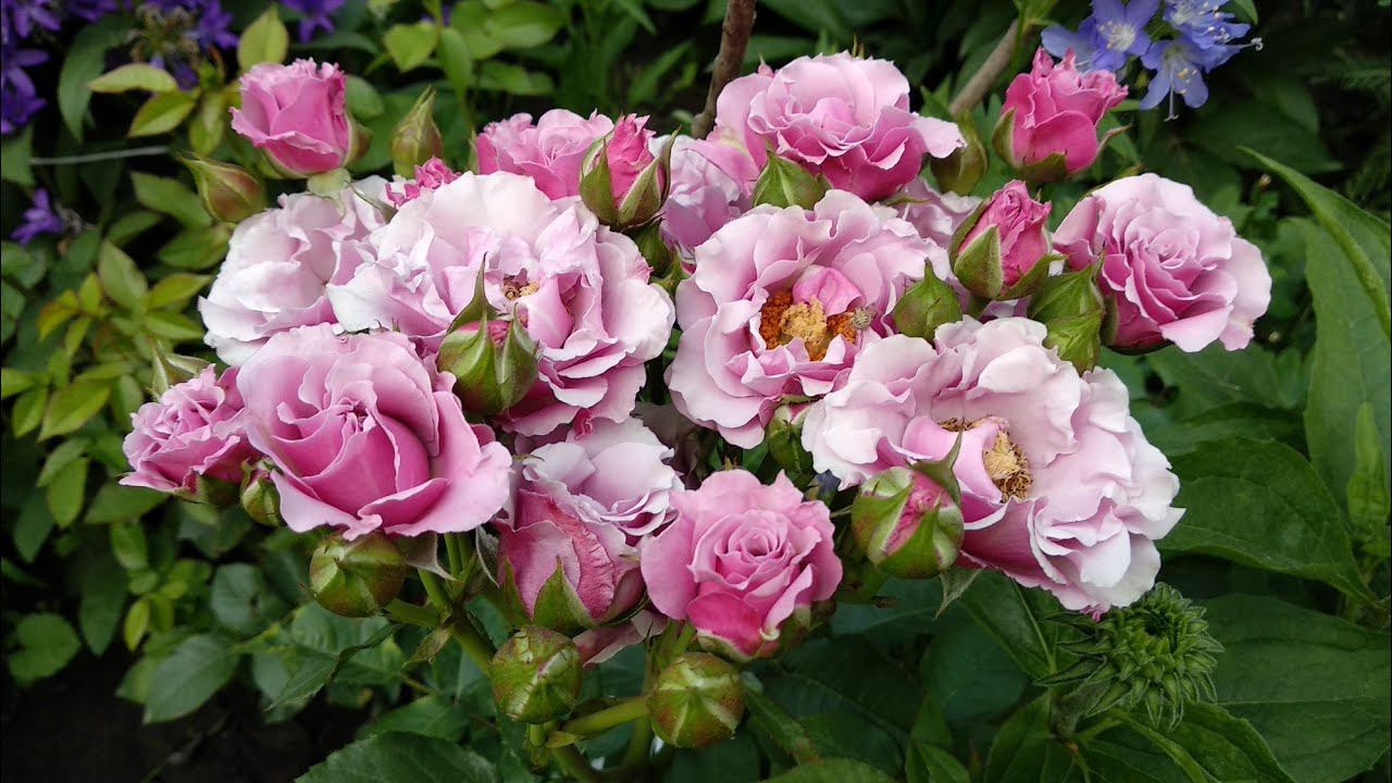 Розы. Конец июля, а им нужен азот. Монофосфат- лучшее для роз в конце лета. смотреть онлайн