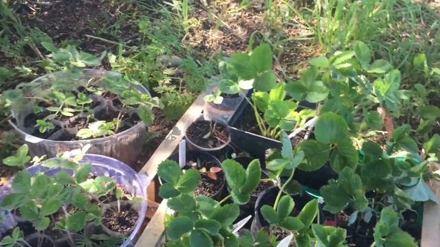 11.08.19. Перевозим потихоньку с дачи растения и пр. смотреть онлайн