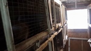 Как не допустить комаров в крольчатник