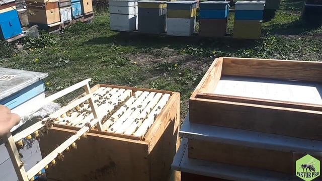 ВЫВОДИМ МАТОК БЕЗ ОСИРОТЕНИЯ ПЧЕЛОСЕМЬИ смотреть онлайн