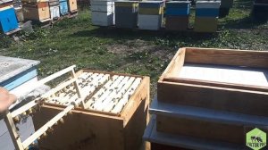 ВЫВОДИМ МАТОК БЕЗ ОСИРОТЕНИЯ ПЧЕЛОСЕМЬИ