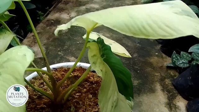 HOMALOMENA VARIEGATED - RARE PLANTS 2022