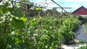 Применение серы на винограднике