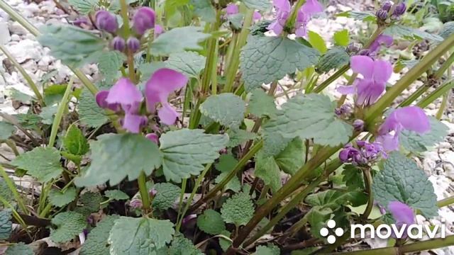 Яснотка пурпурная. Неприхотливый почвопокровник.