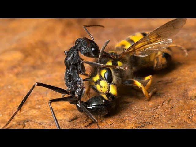 МУРАВЬИ ПРОТИВ богомола, медведки, пчел, ос и других насекомых. Муравьи рабовладельцы! смотреть онлайн