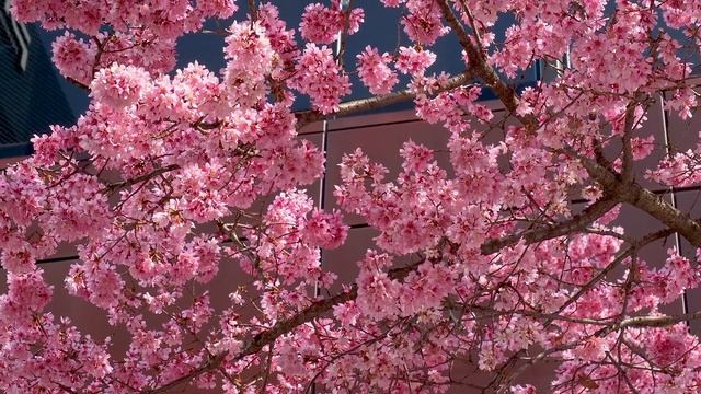 【Cherry blossoms】 The start of sakura season at Tokyo metropolitan area. #4K #桜神宮　#おかめ桜 смотреть онлайн