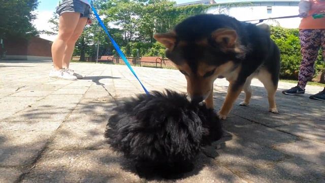 Did Java learn that he is a dog from Teddy? Every Day with Java (June 19, 2020) смотреть онлайн