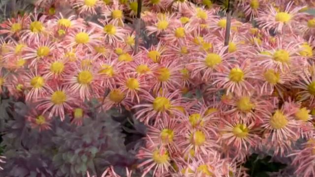 Hrizantemy смотреть онлайн