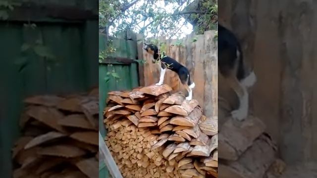 Собака ест черемуху с куста смотреть онлайн