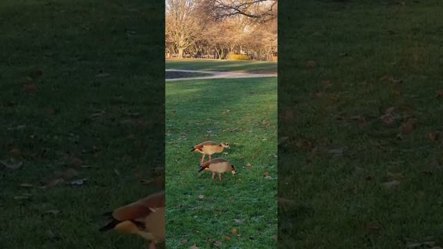 Галандские гуси. Galand geese.